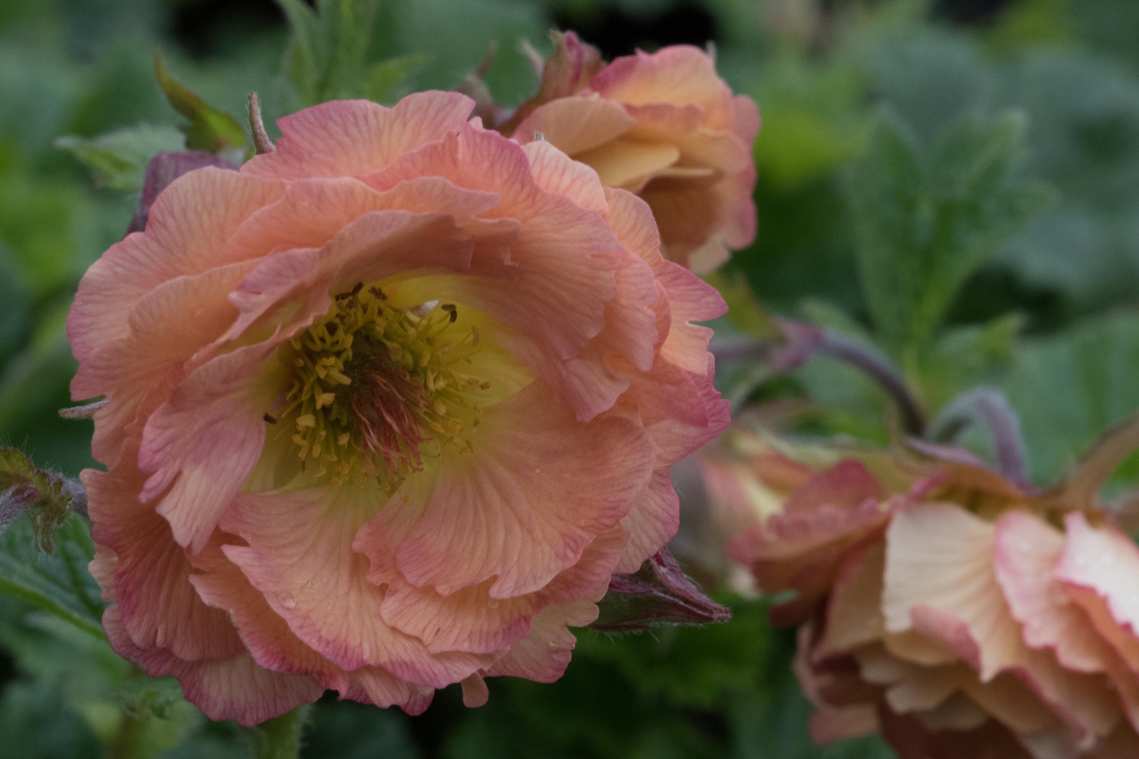 Geum 'Mai Tai'Nagelkruid bestellen